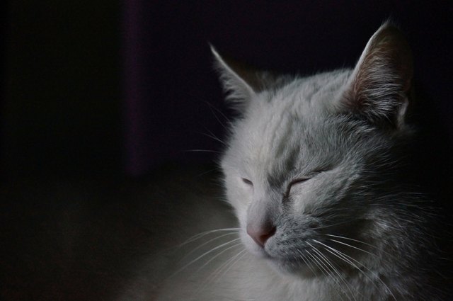Left pet